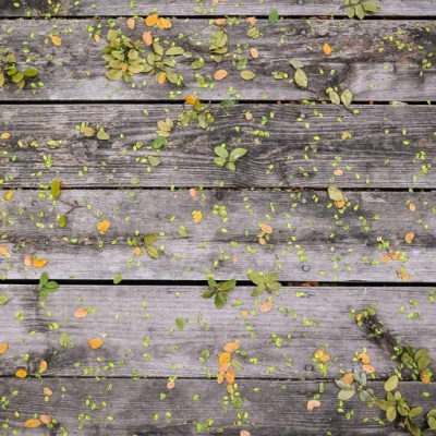 Dr. Dahans Daily Wisdom - Motivational Podcast