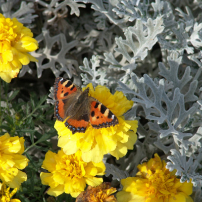 Dr. Dahans Daily Wisdom - Motivational Podcast