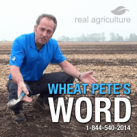 Wheat Pete’s Word, Sept 28: Holy Peter, where did that yield come from?!