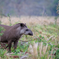 Tapirs Help Reforestation via Defecation