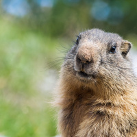 Facts about Groundhogs Other Than Their Poor Meteorology