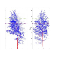 Birch Trees Droop at Night with No Rays in Sight