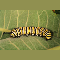 Rising CO2 Means Monarch Butterfly Bellyaches