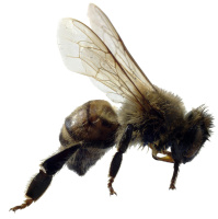 Stone Age Pottery Reveals Signs of Beekeeping