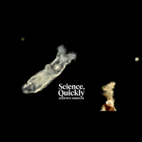 The Tale of the Rotifer That Came Back to Life after 25,000 Years in an Icy Tomb