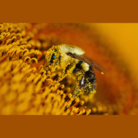 Bees Buzz in More Ways Than You Might Think