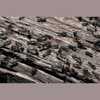 Ants Stick to Cliques to Dodge Disease