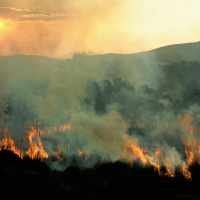 Nature Docs Avoid Habitat Destruction