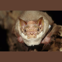 This Bat Wears a Face Mask
