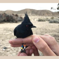 Odd Bird Migrates Twice to Breed