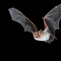These Bats Buzz like Bees to Save Their Own Lives