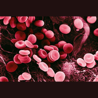 Blood Cells Remember Your Mountain Vacation