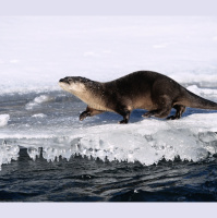 Future Wet Suits Otter Be Warmer