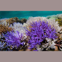 Colorful Corals Beat Bleaching