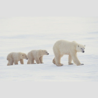 Polar Bears Cant Just Switch to Terrestrial Food