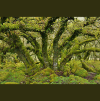 Forests Getting Younger and Shorter