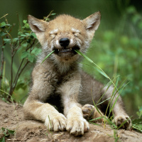 Some Wolf Pups Show Innate Fetching Talent