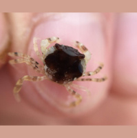 Stress from Undersea Noise Interferes with Crab Camouflage