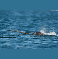 Unicorns of the Sea Reveal Sound Activities