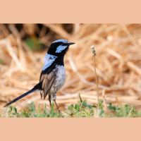 Birds Learn Safety from Other Kinds of Birds