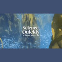 Turns Out Undersea Kelp Forests Are Crucial to Salmon