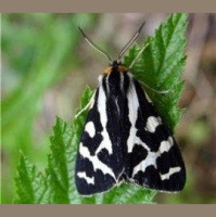 A Moth with a Potent Cocktail of Poison