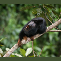 Science Sound(E)scapes: Head Banging and Howling in the Amazon