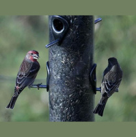 Bird Feeders Attract Bird Eaters, Too
