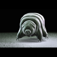 Tardigrade Protein Protects DNA from Chemical Attack