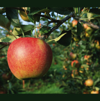 Urban Food Foraging Looks Fruitful