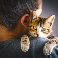 Famously Fickle Felines Are, in Fact, Clingy