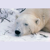 Rising Temps Lower Polar Bear Mercury Intake