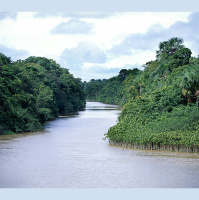 Massive Survey Creates Amazon Tree Census