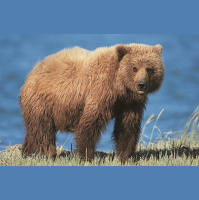 Hunting Rules Have Changed Mama Bear Care