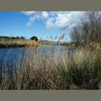 Bacteria Helped Plants Evolve to Live on Land