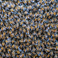 Beehives Are Held Together by Their Mutual Gut Microbes