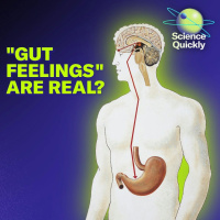 The Role Our Microbiome Plays In Our ‘Gut Feelings’