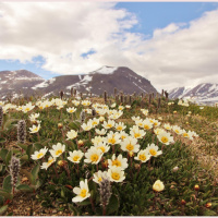 Arctic Pollinator Faces Uncertain Future