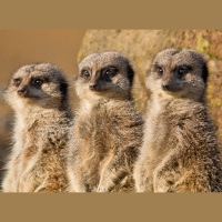 Meerkats Are Getting Climate Sick