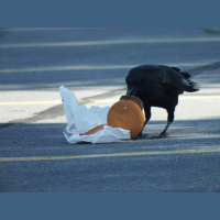 Cholesterol Climbs after Crows Chomp Cheeseburgers