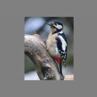 Woodpeckers Drum to Their Own Tunes