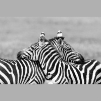 Zebra Coloration Messes With Fly Eyes