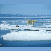 Polar Bears Must Work Harder on Faster Sea Ice Treadmill