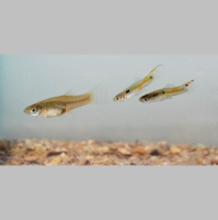 Guppy Groups Provide Friendly Protection against Foes