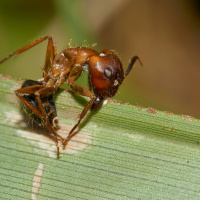 Investigating the Zombie Ants Death Grip
