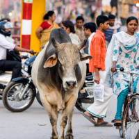 Scientists Take a Cattle Head Count in India