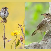 Climate Change Is Shrinking Animals, Especially Bird-Brained Birds
