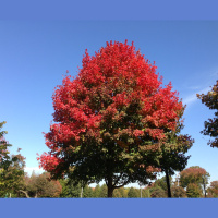 Fall Foliage Timing Comes into Clearer Focus