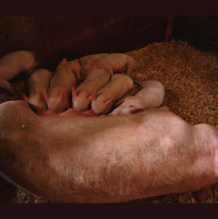 Weakest Piglets May Sneak Help from Strongest Siblings