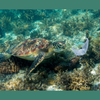 Ocean Plastic Smells Great to Sea Turtles